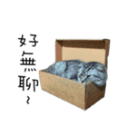 Felis catus little Tiger（個別スタンプ：39）