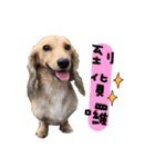 Three wiener dogs（個別スタンプ：2）