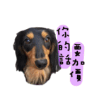 Three wiener dogs（個別スタンプ：4）