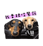 Three wiener dogs（個別スタンプ：5）