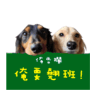 Three wiener dogs（個別スタンプ：11）