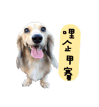 Three wiener dogs（個別スタンプ：12）