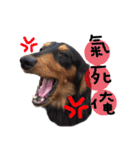 Three wiener dogs（個別スタンプ：14）