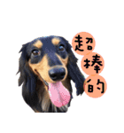 Three wiener dogs（個別スタンプ：16）