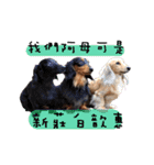 Three wiener dogs（個別スタンプ：19）