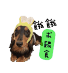 Three wiener dogs（個別スタンプ：21）