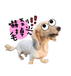 Three wiener dogs（個別スタンプ：22）