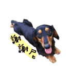 Three wiener dogs（個別スタンプ：23）