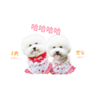 Bichon puff（個別スタンプ：1）