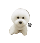 Bichon puff（個別スタンプ：2）