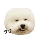 Bichon puff（個別スタンプ：3）