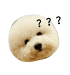 Bichon puff（個別スタンプ：4）