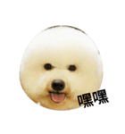 Bichon puff（個別スタンプ：5）