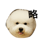 Bichon puff（個別スタンプ：7）