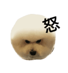 Bichon puff（個別スタンプ：8）