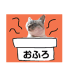 猫のみーくん2（個別スタンプ：5）