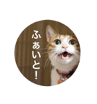 3103cats..（個別スタンプ：13）