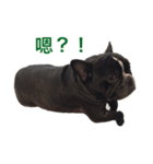 French Bulldog daily 1（個別スタンプ：2）