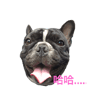 French Bulldog daily 1（個別スタンプ：3）