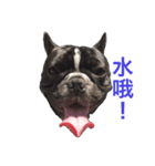 French Bulldog daily 1（個別スタンプ：4）