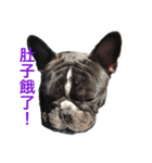 French Bulldog daily 1（個別スタンプ：5）