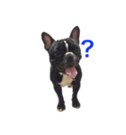 French Bulldog daily 1（個別スタンプ：6）