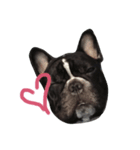 French Bulldog daily 1（個別スタンプ：7）