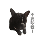 French Bulldog daily 1（個別スタンプ：8）