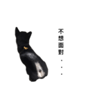 black sesame（個別スタンプ：4）