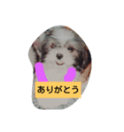 犬のなすびとチェリー（個別スタンプ：2）