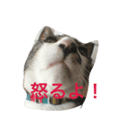 CAT Kuru stamp 2（個別スタンプ：5）