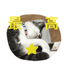 CAT Kuru stamp 2（個別スタンプ：7）