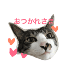 CAT Kuru stamp 2（個別スタンプ：8）