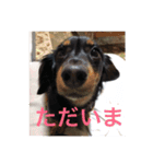 私の家族である犬。名前はオニ。（個別スタンプ：3）