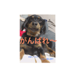 私の家族である犬。名前はオニ。（個別スタンプ：6）