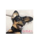 私の家族である犬。名前はオニ。（個別スタンプ：7）