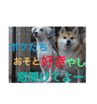 柴犬と白い雑種犬-17（個別スタンプ：1）