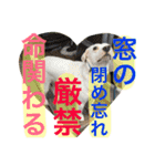 柴犬と白い雑種犬-17（個別スタンプ：2）