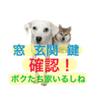 柴犬と白い雑種犬-17（個別スタンプ：3）