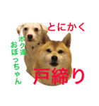 柴犬と白い雑種犬-17（個別スタンプ：4）