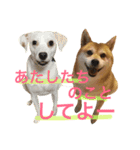 柴犬と白い雑種犬-17（個別スタンプ：5）