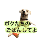 柴犬と白い雑種犬-17（個別スタンプ：6）