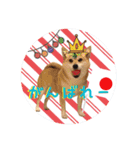 柴犬と白い雑種犬-18（個別スタンプ：4）