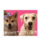 柴犬と白い雑種犬-18（個別スタンプ：7）