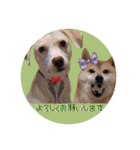 柴犬と白い雑種犬-18（個別スタンプ：8）