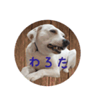 柴犬と白い雑種犬-18（個別スタンプ：9）