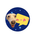 柴犬と白い雑種犬-18（個別スタンプ：11）