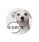 柴犬と白い雑種犬-18（個別スタンプ：13）