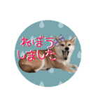 柴犬と白い雑種犬-18（個別スタンプ：19）