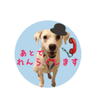 柴犬と白い雑種犬-18（個別スタンプ：22）